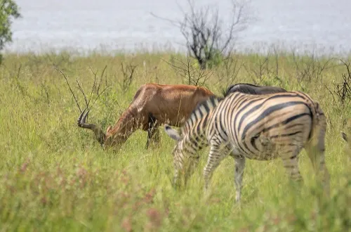 5 Days Tanzania Safari in March 2026/2027