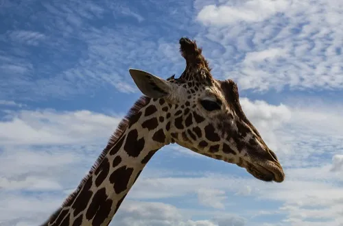 5 Days Tanzania Safari in October 2026/2027