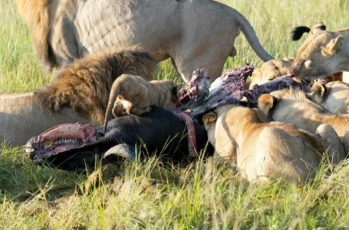 5 Days Tanzania Safari in September 2026/2027