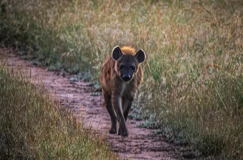 5 Days Tanzania Safari Itinerary – Best Plan Now