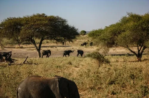 5 Days Tanzania Safari Price - Affordable Wildlife Tour