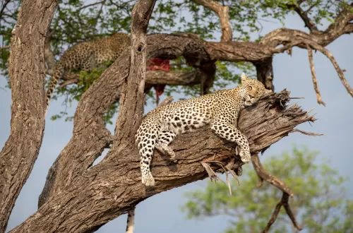 5 Days Tanzania Safari with Kids: Family Fun Awaits