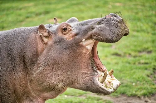 5 Days Tarangire Serengeti Ngorongoro Manyara Safari Itinerary