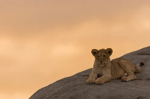 5 Days Tarangire Serengeti Ngorongoro Manyara Safari Price