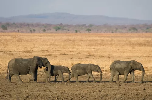 6 Days Elephant Safari in Tanzania Tours