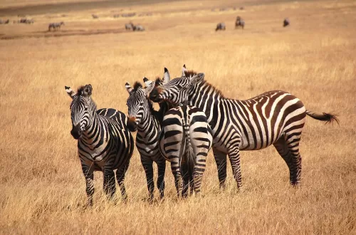 Exclusive 6 Days Tanzania Private Safari Adventure