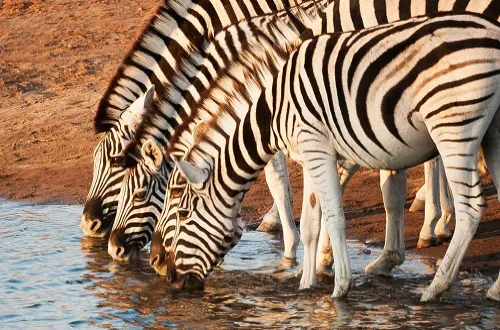 6 Days Tanzania Safari Cost – Book Affordable Safari Now