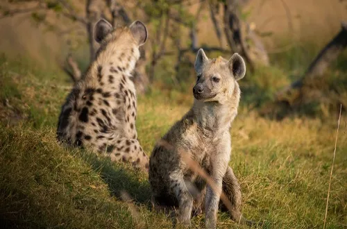 6 Days Tanzania Safari in April 2026/2027