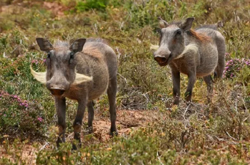 6 Days Tanzania Safari in August 2026/2027