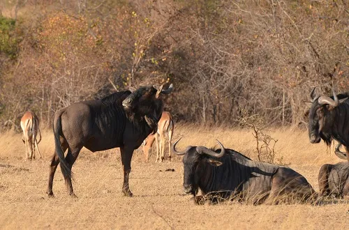 6 Days Tanzania Safari in July 2026/2027
