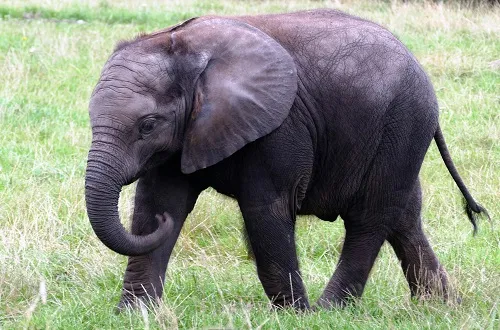 6 Days Tanzania Safari in June 2026/2027