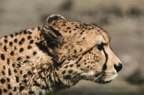 6 Days Tanzania Safari in March 2026/2027