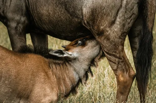6 Days Tanzania Safari in October 2026/2027