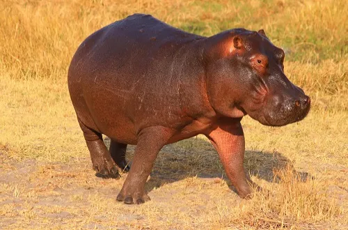 6 Days Tanzania Safari in September 2026/2027