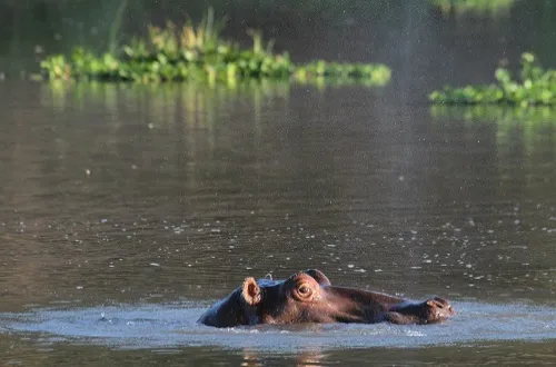 6 Days Tanzania Safari Itinerary: Book Now Plan
