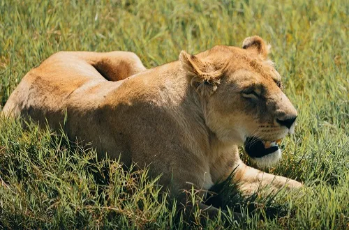 6 Days Tanzania Safari Price - Best Value Wildlife Trip