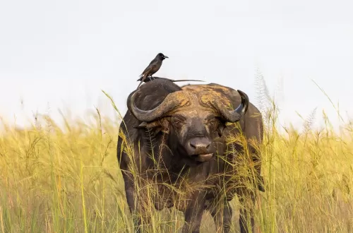 Best 6 Days Tanzania Safari with Friends