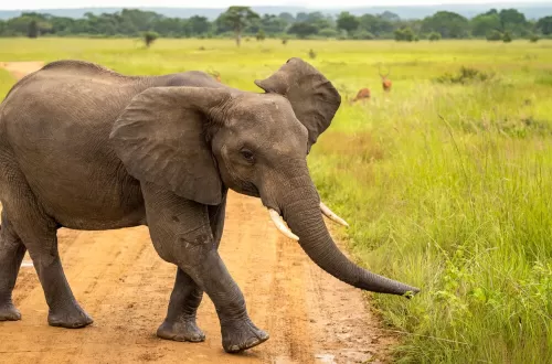 Amazing 6 Days Tanzania Safari with Kids to Remember