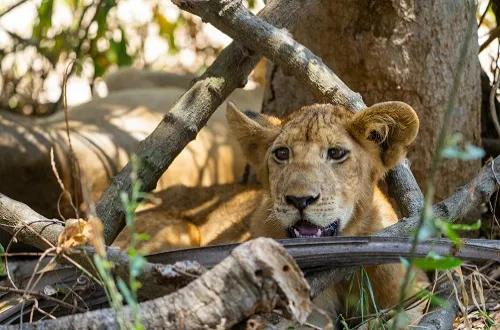 8 Days Marangu Route And Serengeti Ngorongoro Safari