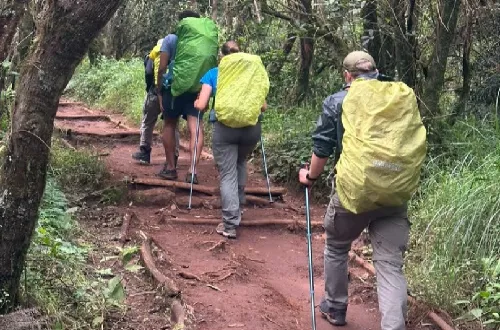 8 Days Lemosho Route Kilimanjaro Climbing in September