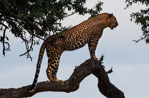 8 Days Tanzania Adventure Marangu Trek And Serengeti Safari