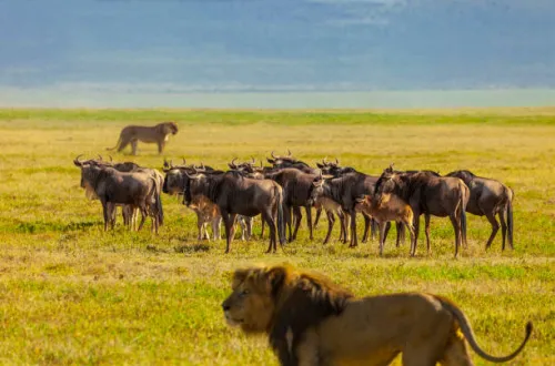 9 Days Marangu And Tarangire Serengeti Ngorongoro Safari