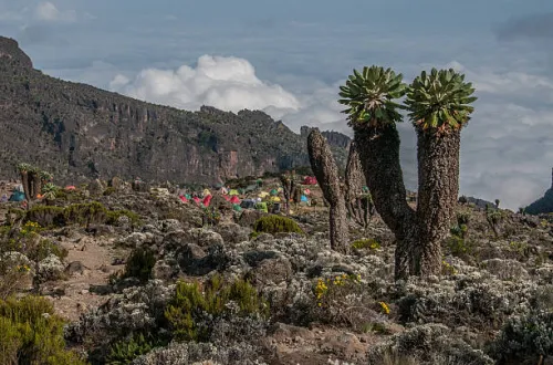 9 Days Machame Trek And Serengeti Ngorongoro Adventure