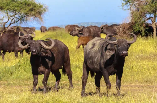 9 Days Marangu Route And Serengeti Ngorongoro Safari