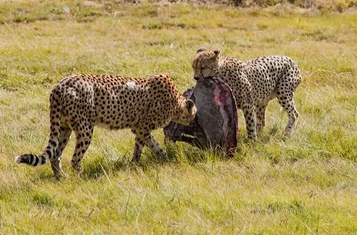 9 Days Marangu Route Serengeti And Ngorongoro Safari