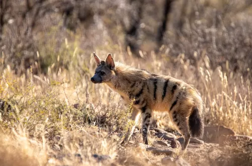 Explore the Fascinating Aardwolf in Tanzania Safari