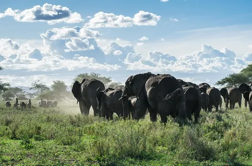 Best Safari in Tanzania July 2026/2027: Wild Beauty Big 5