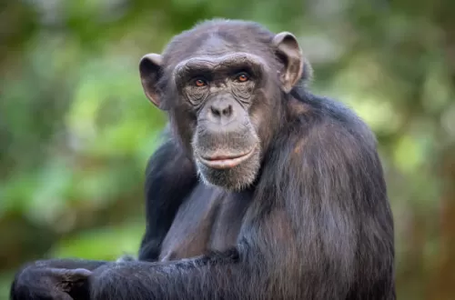 Explore Kigoma and its Best Things to Do