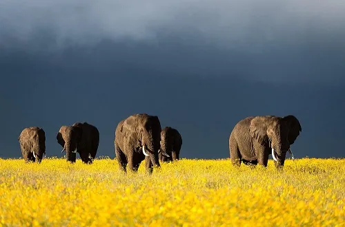 Big Five Ngorongoro: Safari to See Africa’s Iconic Animals