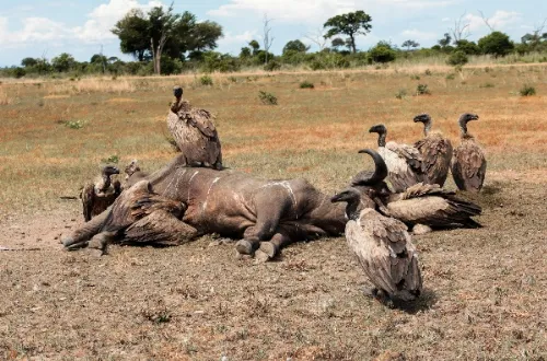 Discover the Fascinating World of Birds in Tanzania