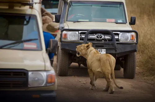 Budget Lake Manyara Day Trip Safari
