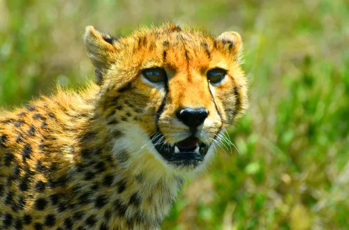 Budget Ngorongoro Crater Day Trip Safari