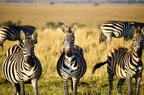 Budget Safari Tanzania: Discover Without Breaking the Bank