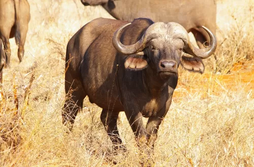 Buffalo Safari in Tanzania: Explore African Iconic Wildlife