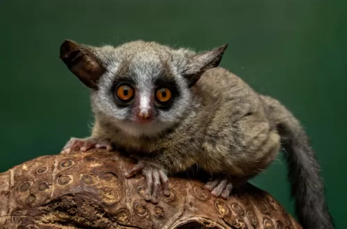 Explore the World of the Bush Baby in Tanzania Safari