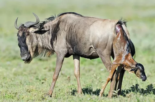 Wildebeest Calving Season in Serengeti 2025/2026