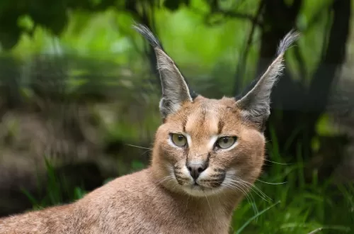 Discover Caracal in Tanzania: Safari Tours Await