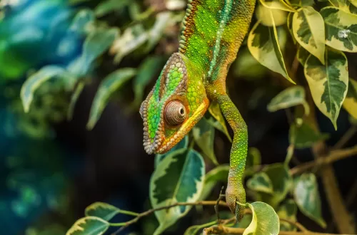 Chameleons in Tanzania: A Unique Safari Experience