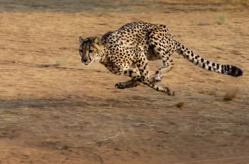 Cheetah Safari in Tanzania: Discover the Speed and Elegance