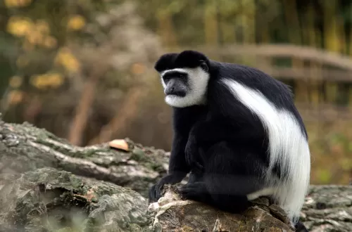 Colobus Monkey Animal and Safari Adventures in Tanzania