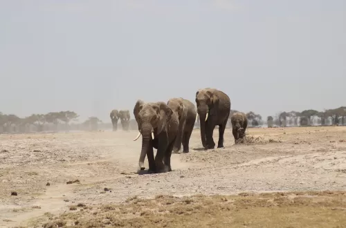 Best Day Trip Selous Safari From Zanzibar by Flight