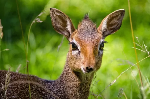 Dik-dik Safari in Tanzania: Exploring the Tiny Antelope
