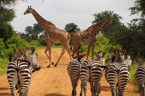 Eastern Tanzania Zone: Diverse Wildlife and Scenic Beauty