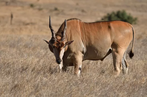Discovering the Majestic Eland in Tanzania Safari