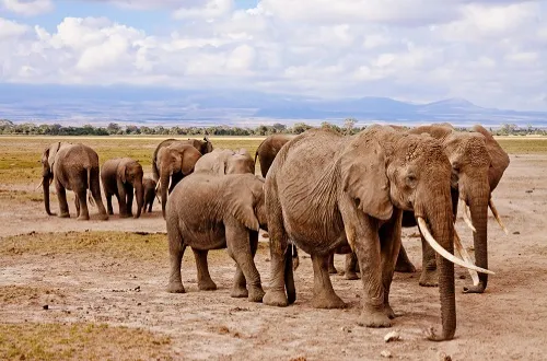 Elephant Safari Tanzania Packages