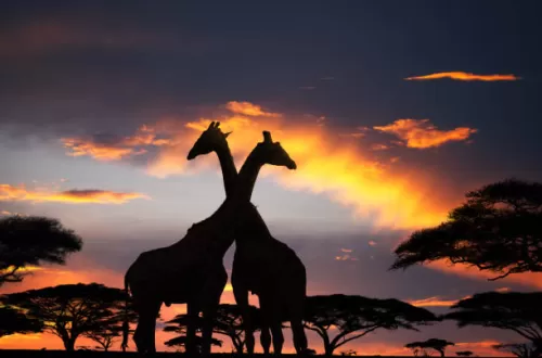 Essential Tanzania Travel Tips: Pro Tip